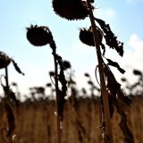 La journée de mardi a été la plus chaude jamais mesurée au niveau mondial. (photo symbolique)